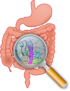Darm und Immunsystem
