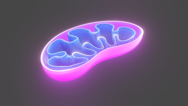 Mitochondriale Medizin