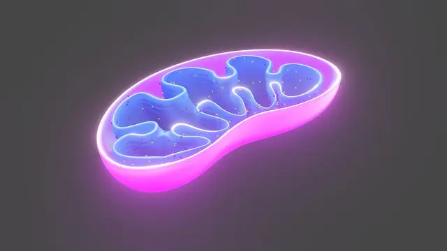 Mitochondriale Medizin